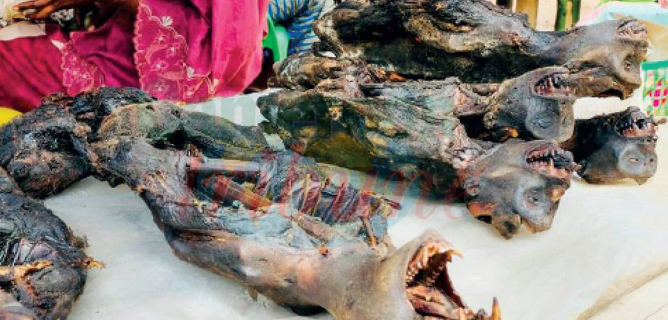 MPox: Des consommateurs de gibier imprudents