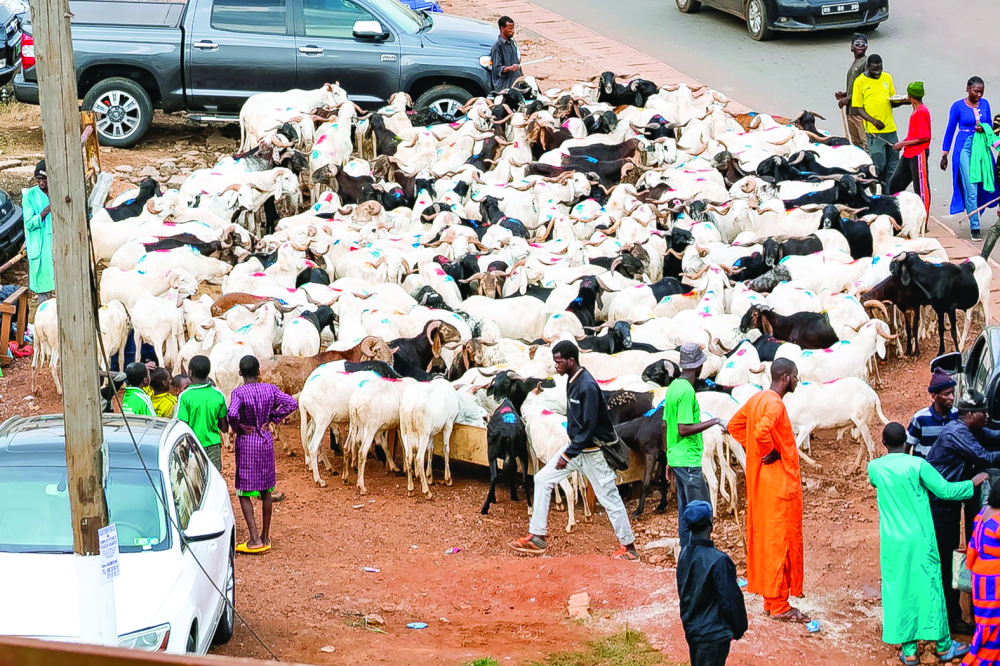 Les moutons n’attendent que les clients... Les moutons n’attendent que les clients...