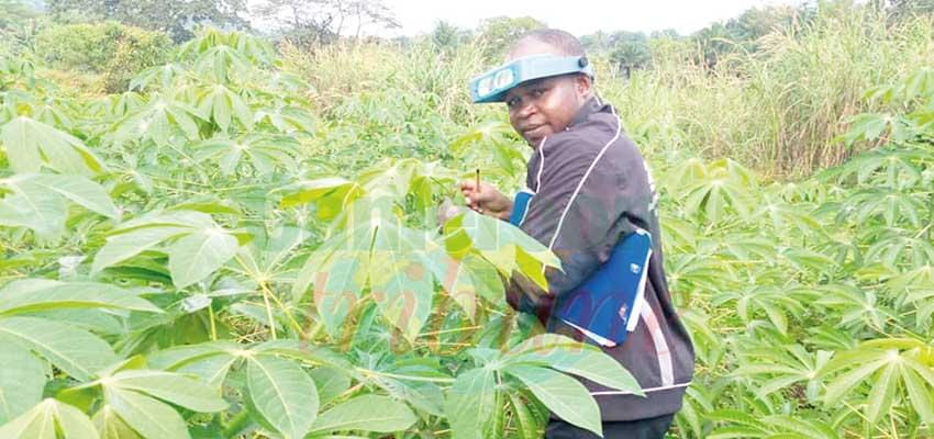 La start-up « Fruit Control » propose un service d’élimination de toutes sortes d’insectes affectant ces denrées en vue de leur meilleure commercialisation. La start-up « Fruit Control » propose un service d’élimination de toutes sortes d’insectes affectant ces denrées en vue de leur meilleure commercialisation.