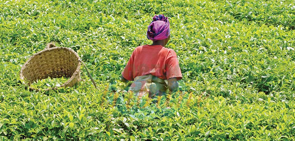 Développement de l’agriculture : comment booster la sécurité alimentaire Développement de l’agriculture : comment booster la sécurité alimentaire