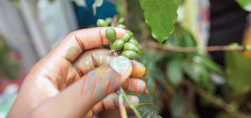 Production is declining partly because the farming population and coffee trees are old. Production is declining partly because the farming population and coffee trees are old.