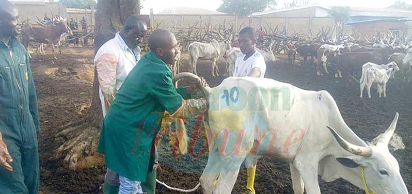 Insémination artificielle des vaches : une technique efficiente