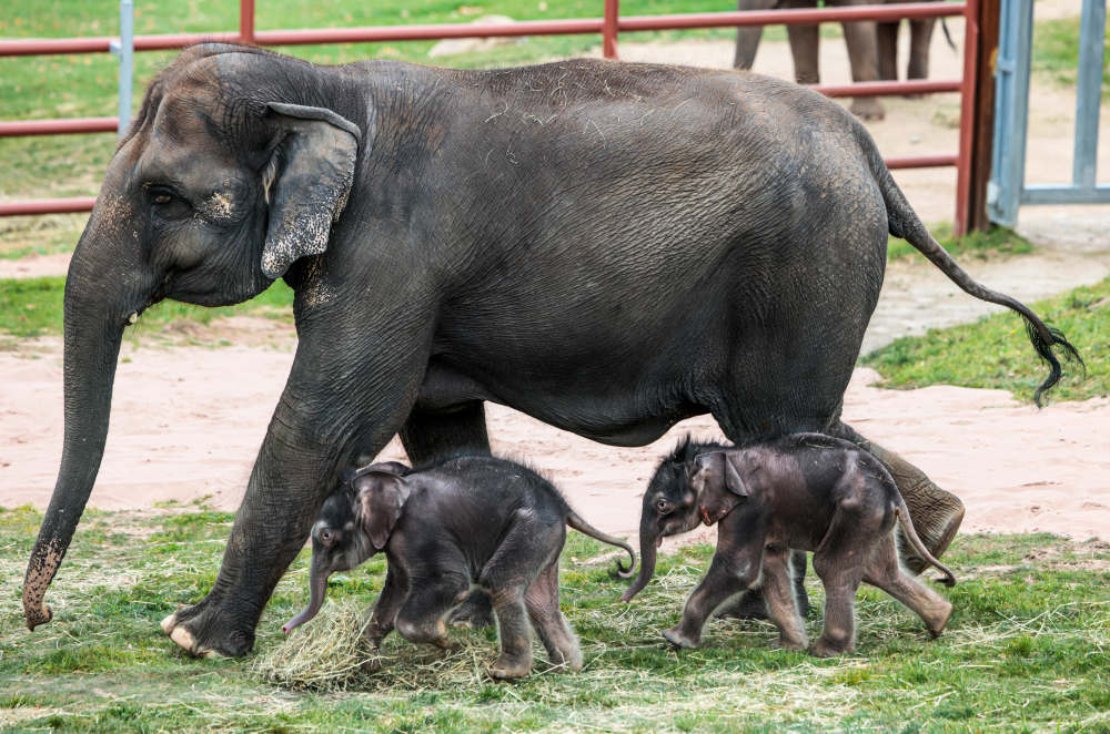 Protection des éléphants  : une urgence planétaire