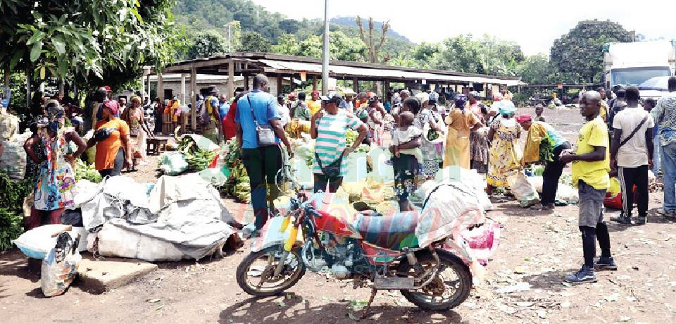 Njombé-Penja: Laboratoire de la cohabitation pacifique