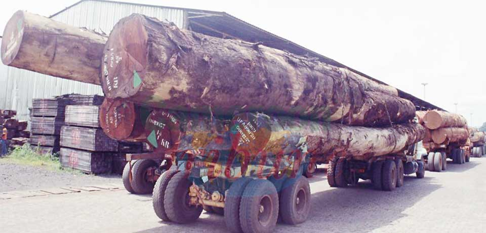 Exportation illégale du bois : 33 milliards perdus en quatre ans