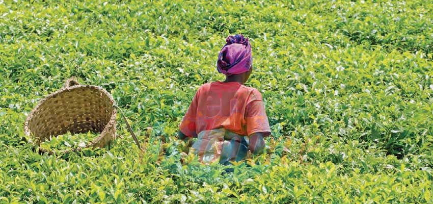 Dossier spécial : agriculture et élevage, à l’heure de la modernité