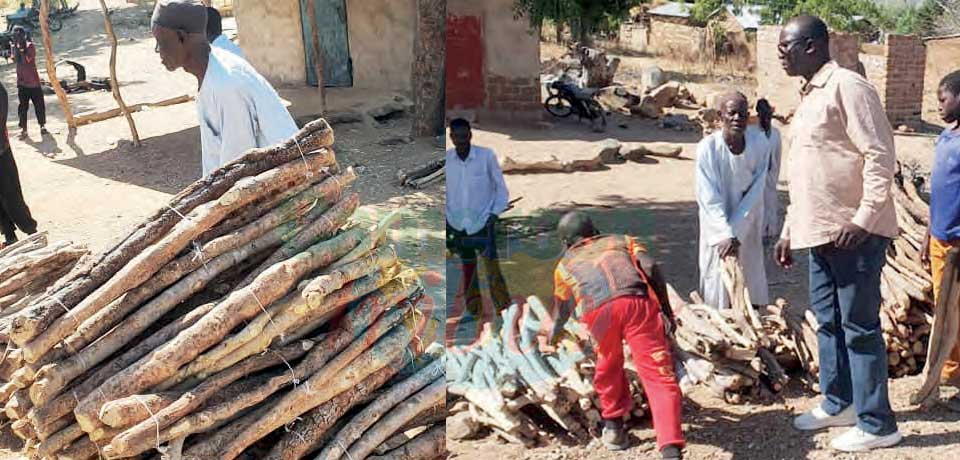 Extrême-Nord: Des coupes de bois à l’excès