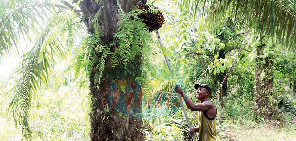 Huile de palme : ces difficultés qui plombent la production