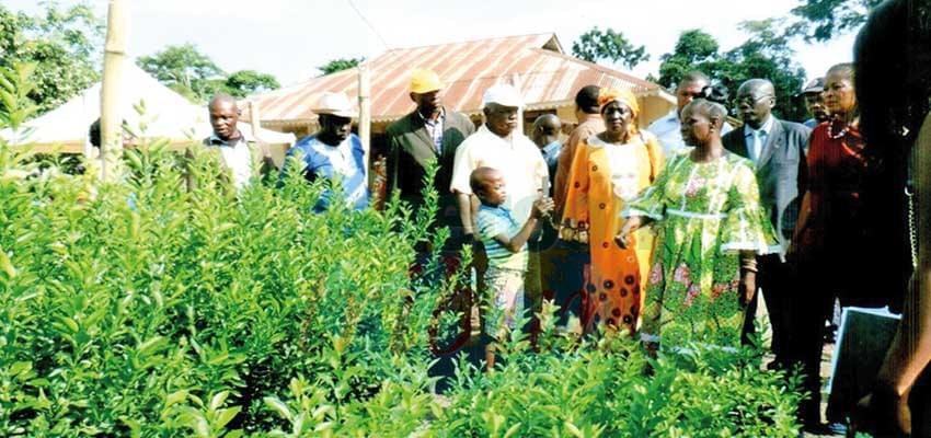 Centre : 5000 plants d’arbres fruitiers offerts