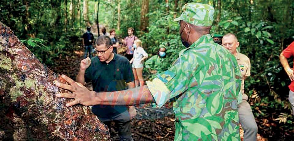 Un massif forestier au Gabon : à préserver !