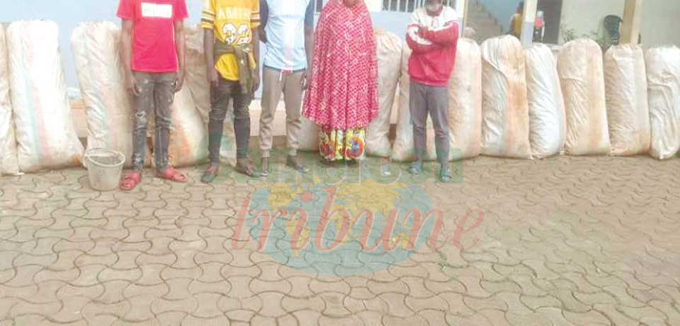 Trafic de chanvre indien : un gang de dealers démantelé à Yaoundé Trafic de chanvre indien : un gang de dealers démantelé à Yaoundé