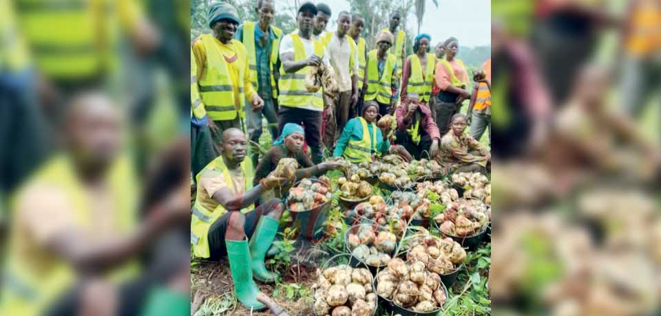 Lutte contre la crise alimentaire au Cameroun : les bons points du projet d’urgence