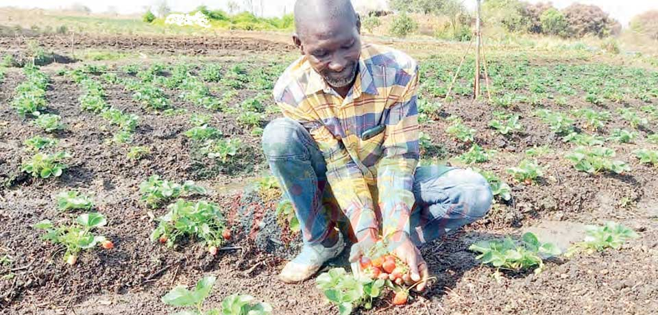 Mohamadou Bassirou : les fruits de la passion