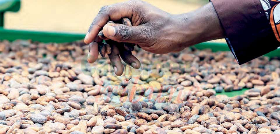 Cacao : exportations interdites vers le Nigeria