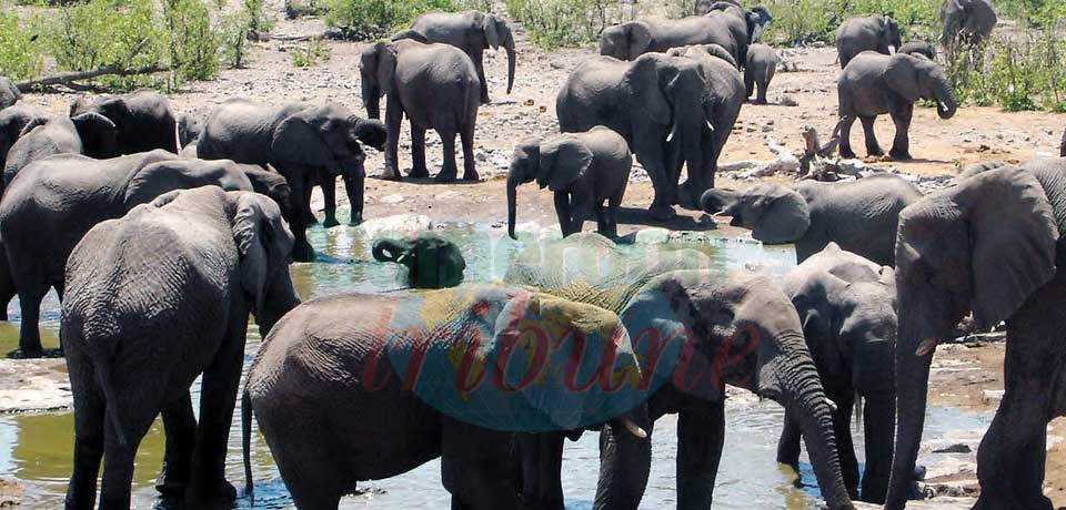 Extrême-Nord : la menace des éléphants Extrême-Nord : la menace des éléphants