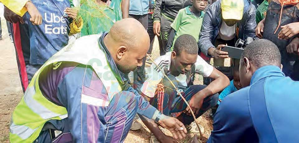 Adamaoua : 1000 arbres plantés