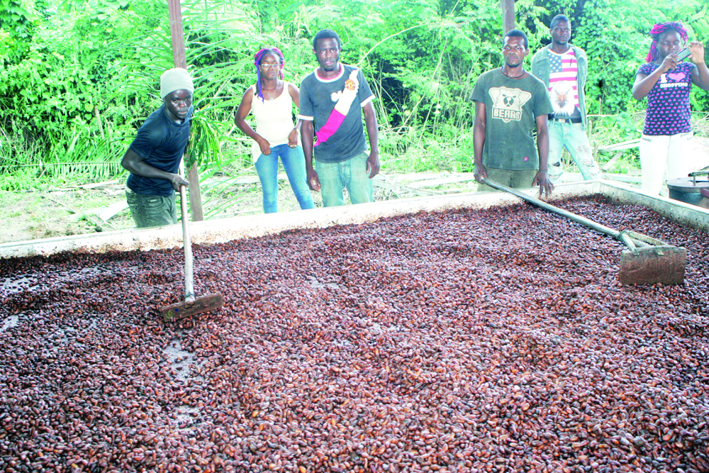 Le cacao camerounais a le vent en poupe.