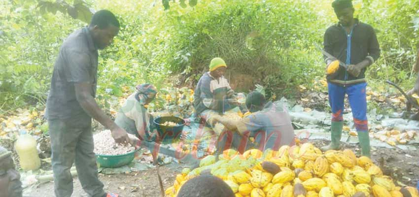 Cacao : jour de récolte, jour de fête