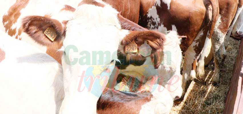 Filière lait: 165 vaches pour doper la production