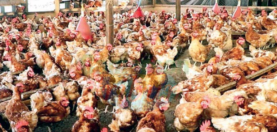 Grippe aviaire à l’Ouest : on renforce le dispositif de lutte