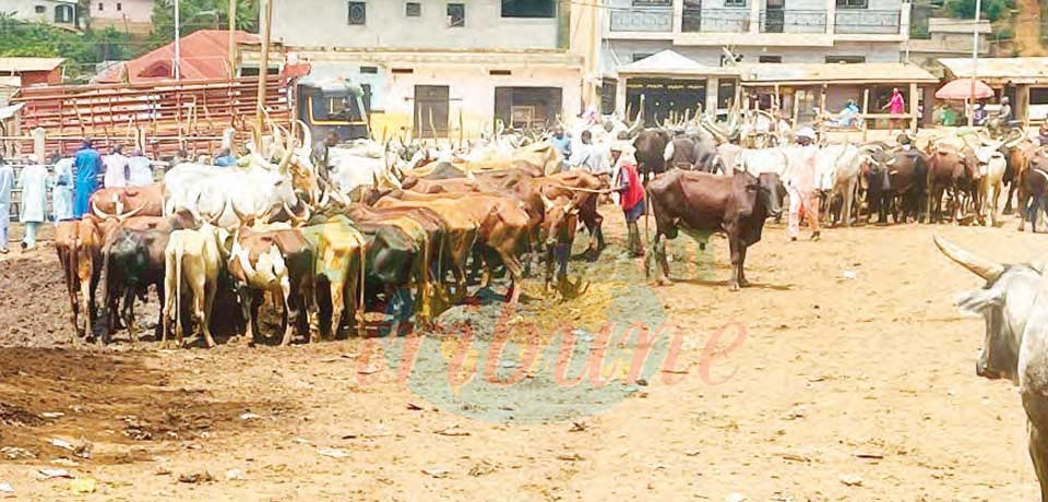 Marché à bétail de Yaoundé : un voisinage à problème Marché à bétail de Yaoundé : un voisinage à problème