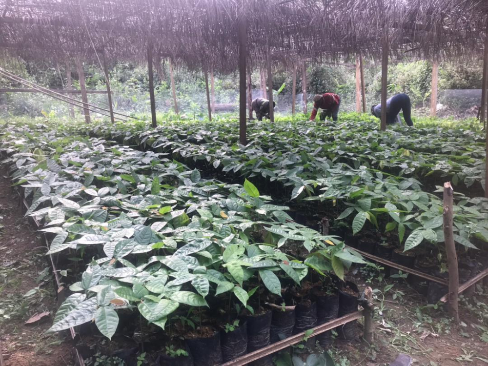 Rainforest Alliance plans to assist cocoa farmers in Mintom to certify their beans.