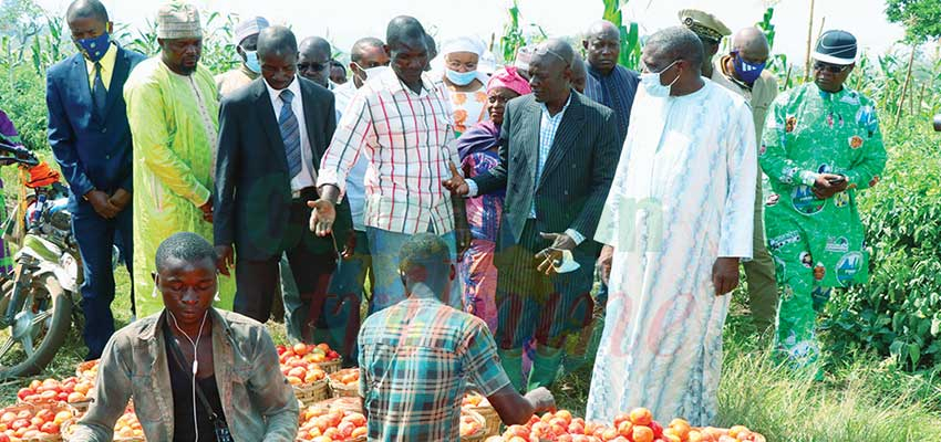 Agriculture : dfes appuis pour les producteurs de tomate
