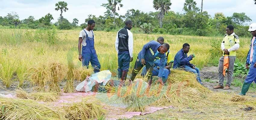 Agriculture de deuxième génération : comment insérer davantage de jeunes