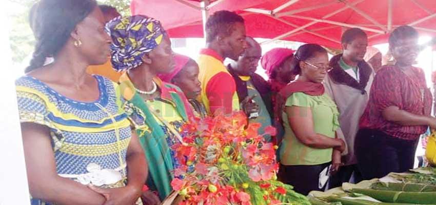 Filière manioc : les femmes encouragées