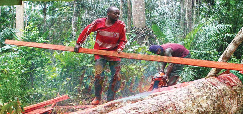 Transformation illégale du bois : des opérateurs sanctionnés