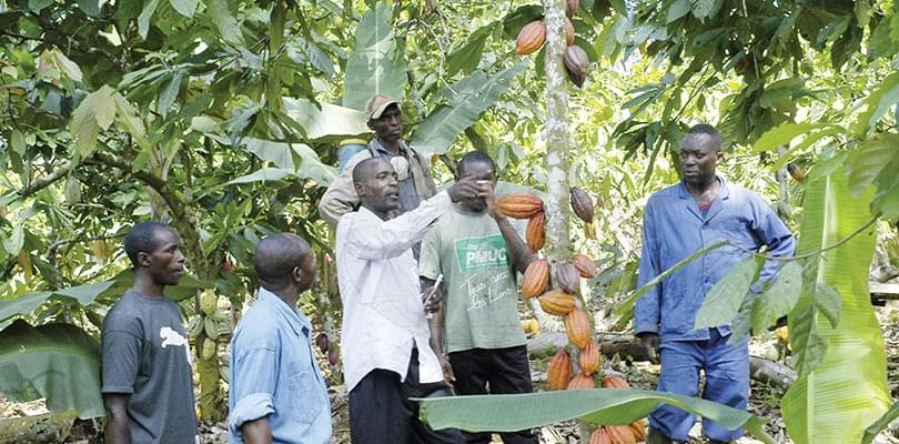 Cacaoculture: l'information en un clic