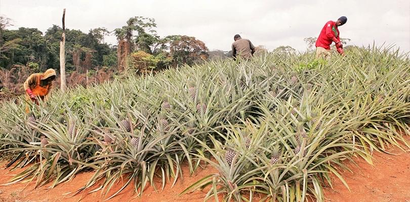 Développement agricole: accompagnement assuré