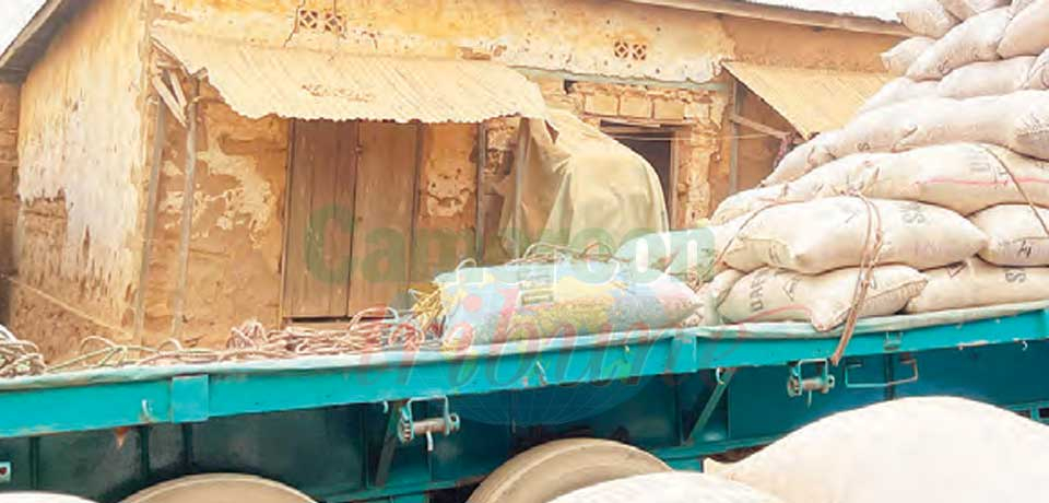 Arachides : bonnes affaires dans l’Adamaoua