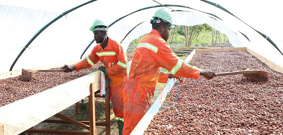 Cacao camerounais : l’embellie