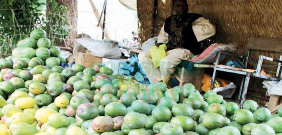 Market :  les mangues sont de retour