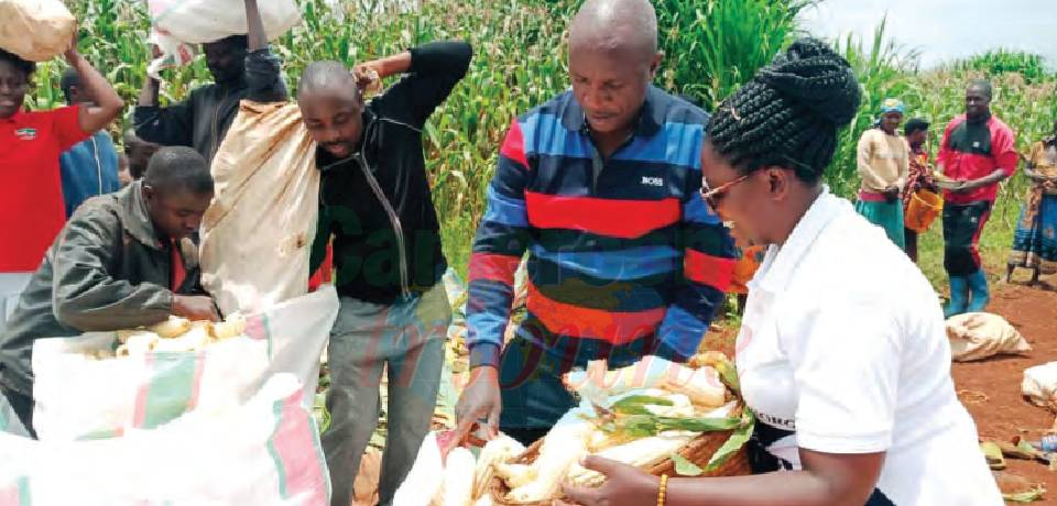 Boosting Agricultural Yield: Government Augments Efforts