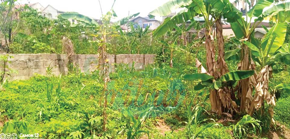 Urban Agriculture On The Rise Urban Agriculture On The Rise