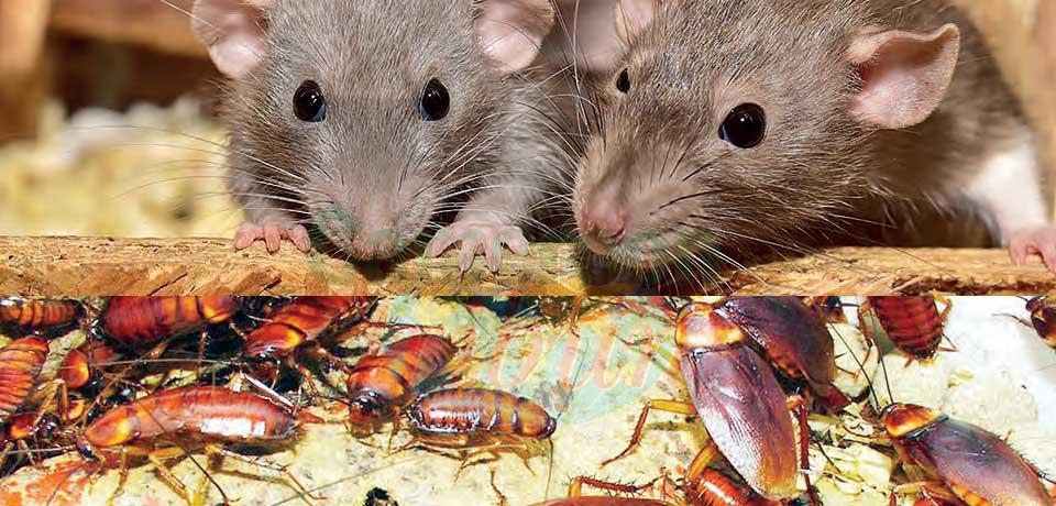 Insalubrité : cafards, souris et rats envahissent la ville Insalubrité : cafards, souris et rats envahissent la ville