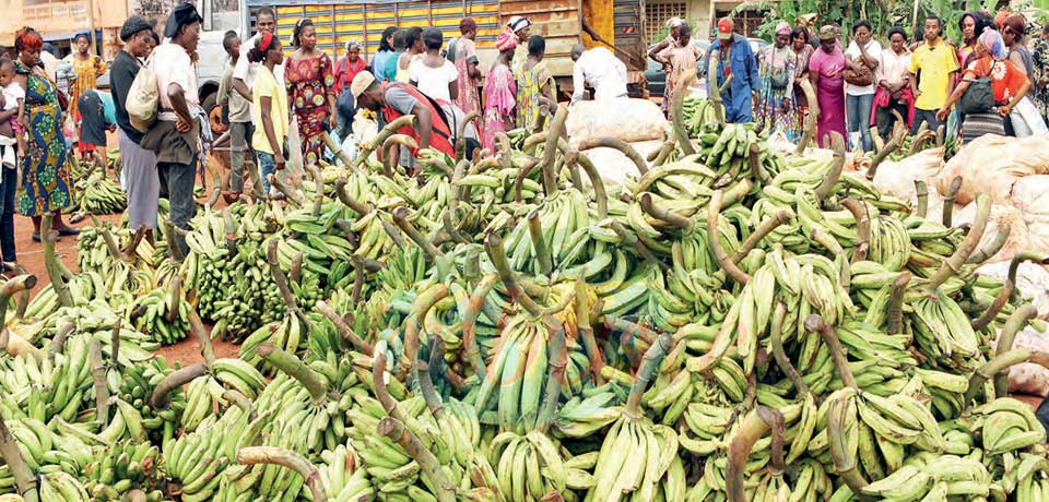 Banane-plantain :  des opportunités à plein régime