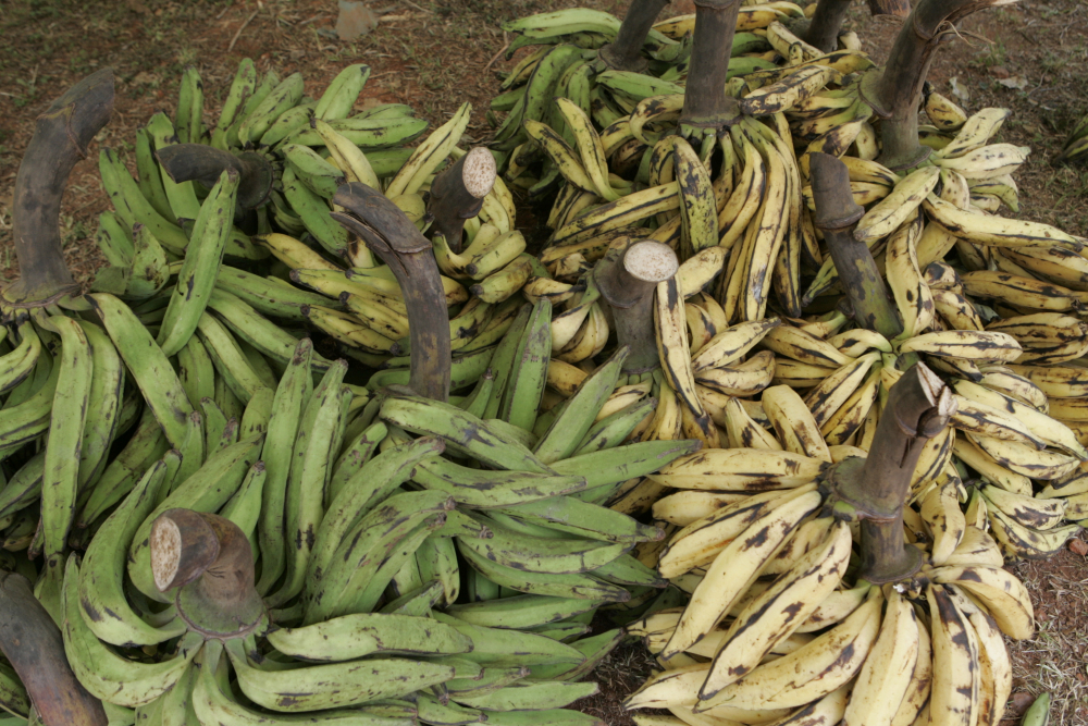 Consommation : les prix du plantain  flambent