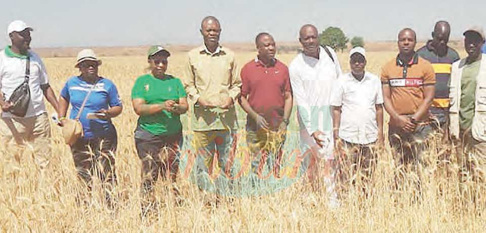 Relance de la culture de blé : les premières semences disponibles