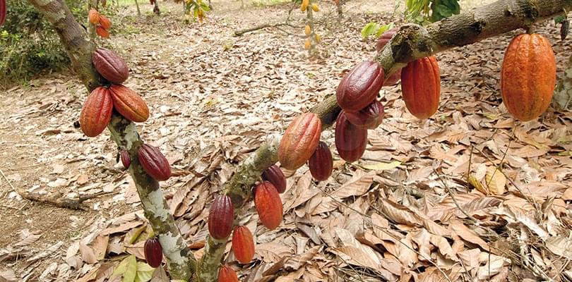 La note des connaisseurs: cacao camerounais
