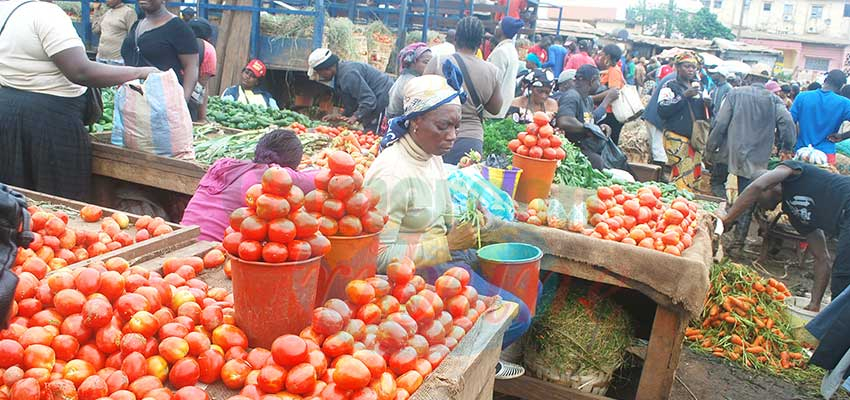 Prix de la tomate : spectaculaire remontée