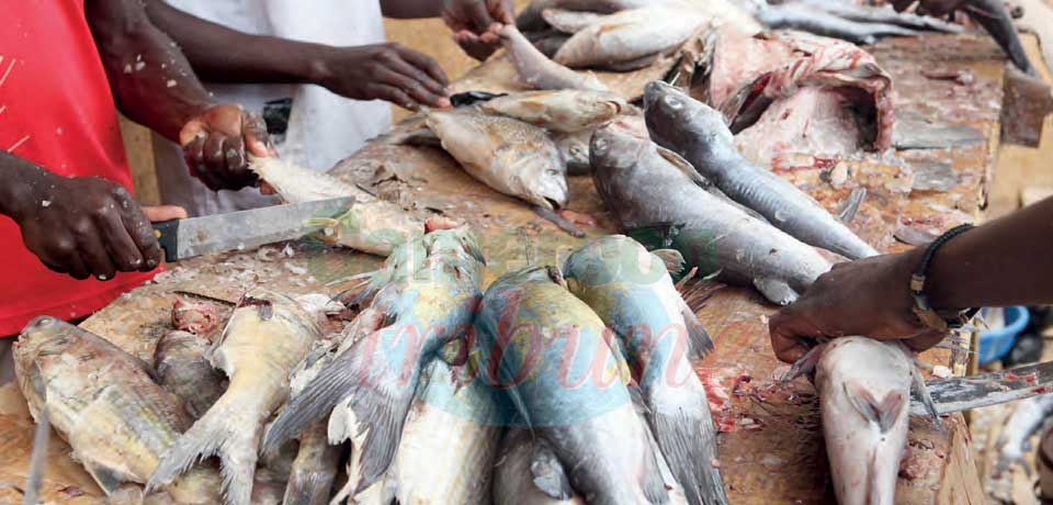 Pêche illicite : le Cameroun sanctionné