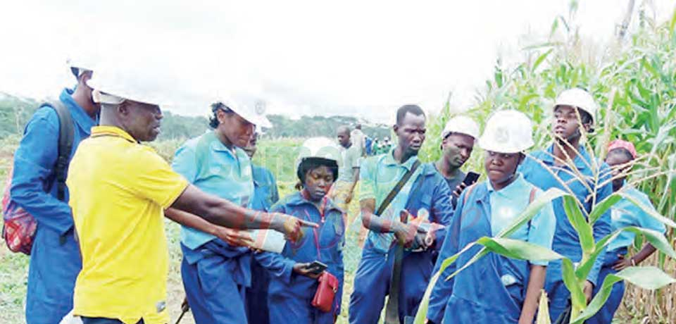 Cursus : la professionnalisation comme leitmotiv