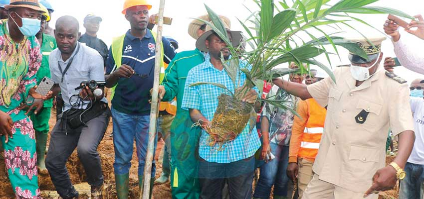 Production de l’huile de palme : une palmeraie moderne créée à Campo