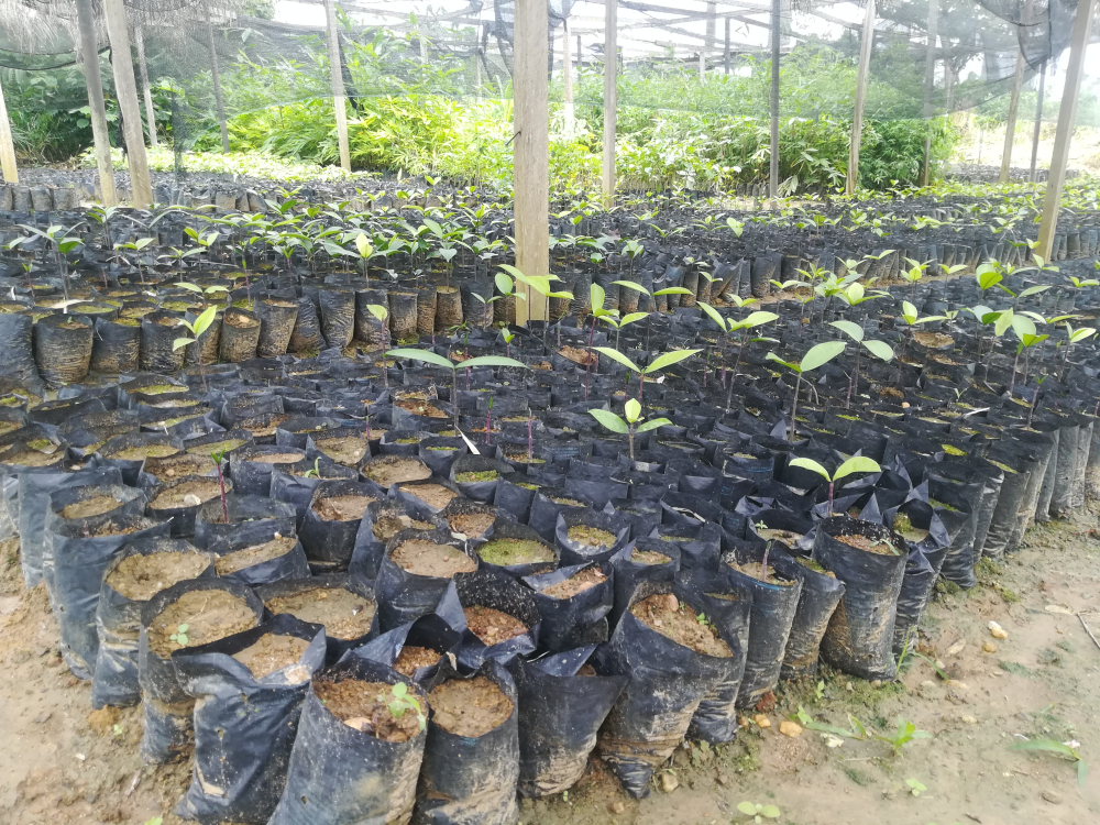 Successful wild forestry plantations require quantitative quality genetic material.