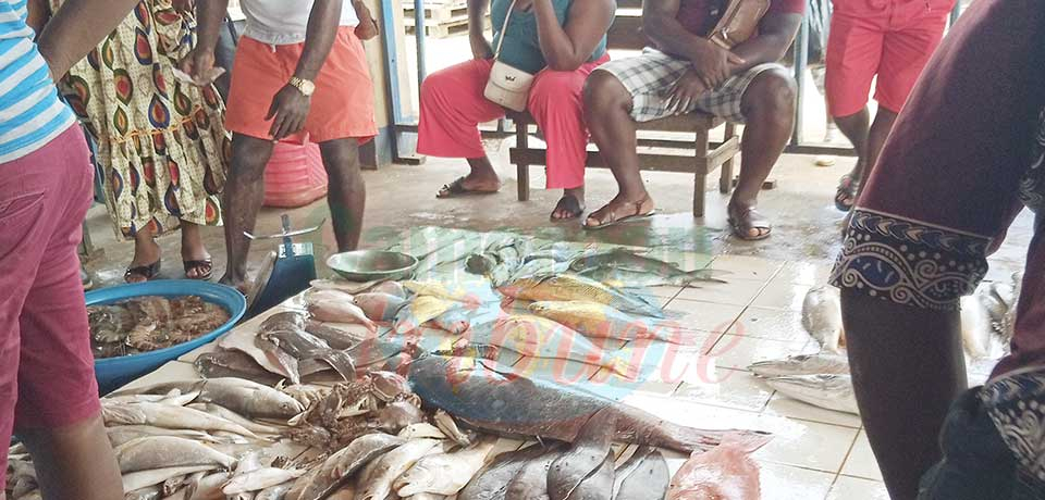 Le poisson, une denrée en danger.