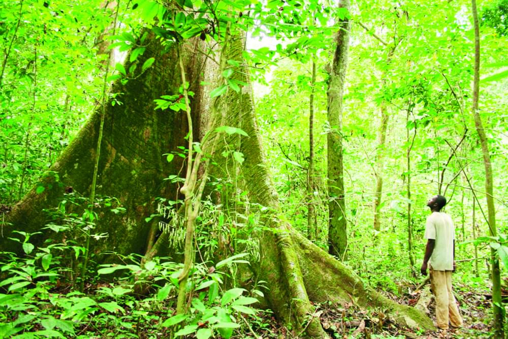 Partenariat pour les forêts du Bassin du Congo : la Belgique passe le témoin à l’Allemagne
