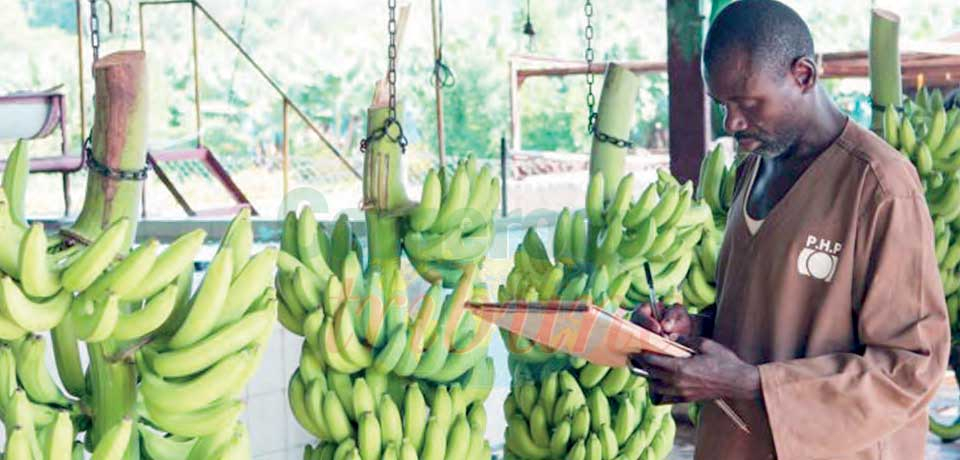 Exportations de banane : belle performance pour le Cameroun